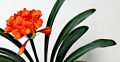 Кливия (Clivia) - отличный подарок зимой