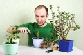 Как правильно формировать денежное дерево