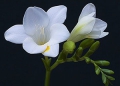 Фрезия (Freesia)