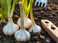 Яровой чеснок